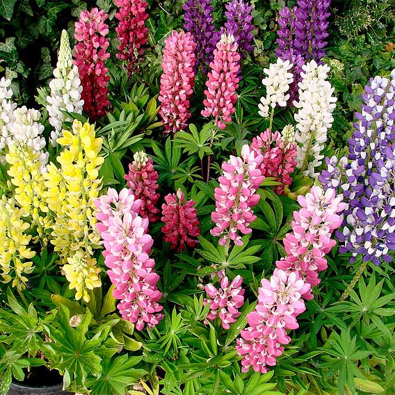 Lupin 'Gallery Mix' - Seeds
