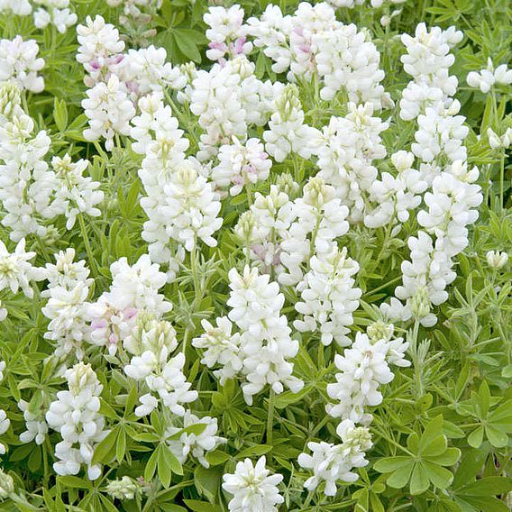 Lupin 'Snow Pixie' - Seeds