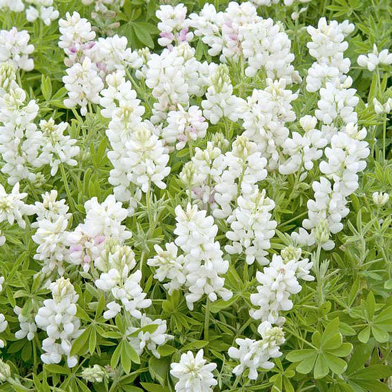 Lupin Seeds - Snow Pixie