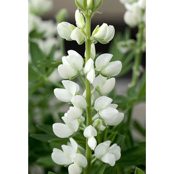 Lupin 'Snow Pixie' - Seeds