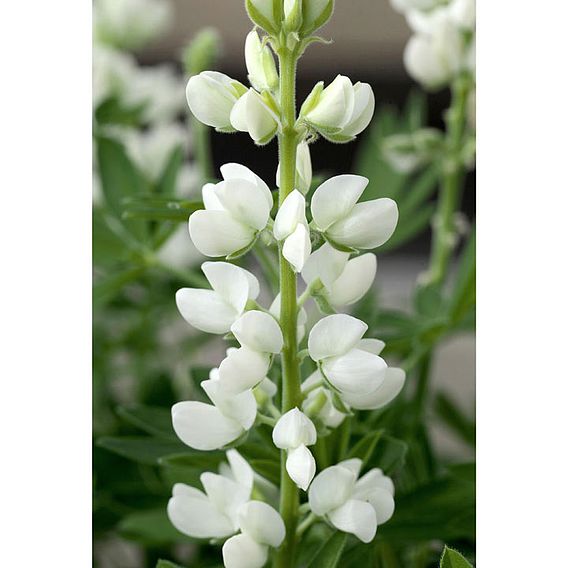 Lupin Seeds - Snow Pixie