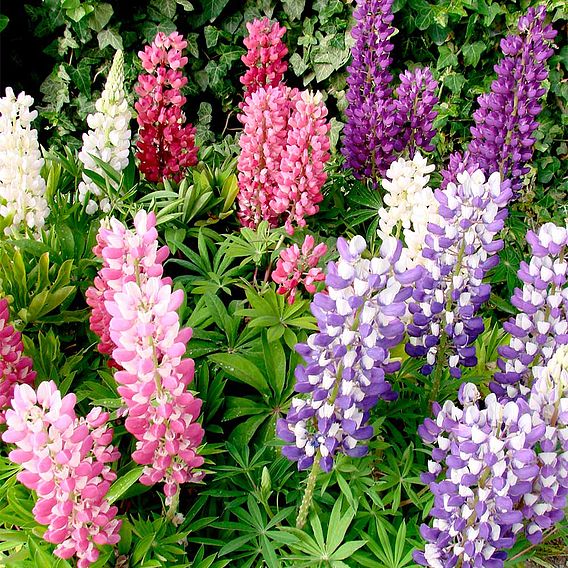 Lupin 'Gallery Mix' - Seeds