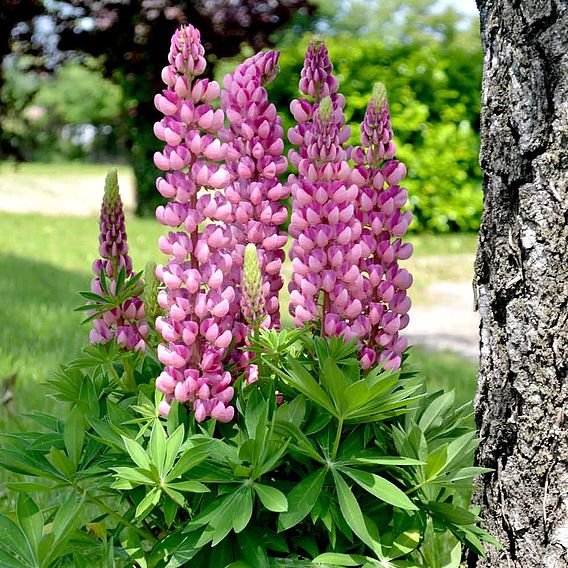 Lupin Plants - Mini Gallery Bi-colour Pink