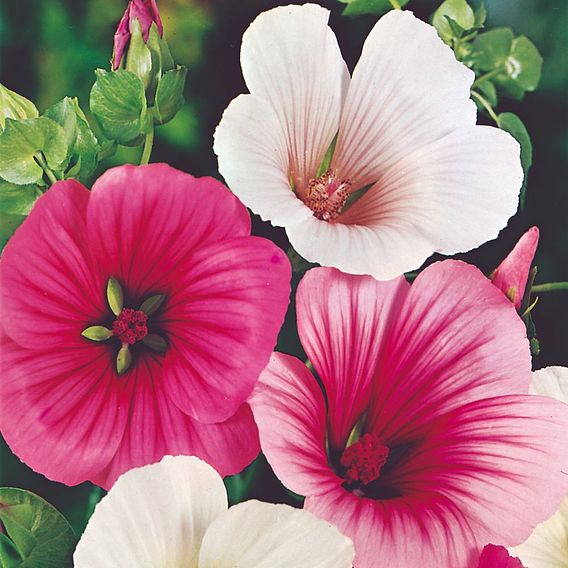 Malope 'Strawberries & Cream Mix' - Seeds
