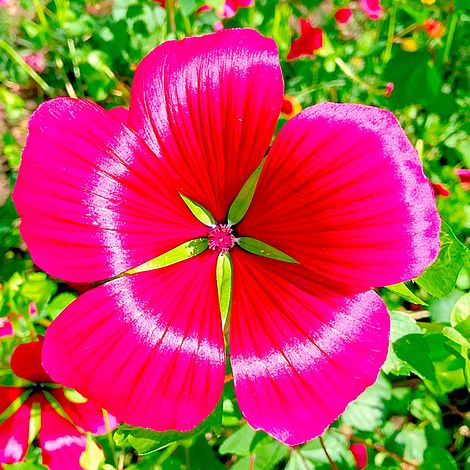 Malope Trifida Vulcan - Seeds