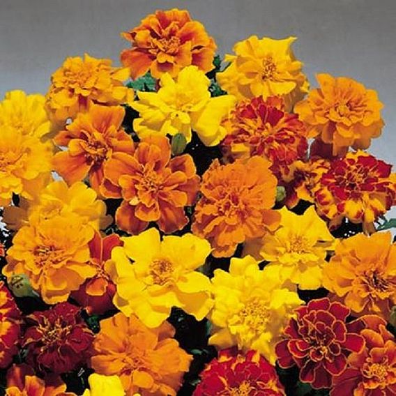 Marigold French 'Summer Loving Mix' - Seeds