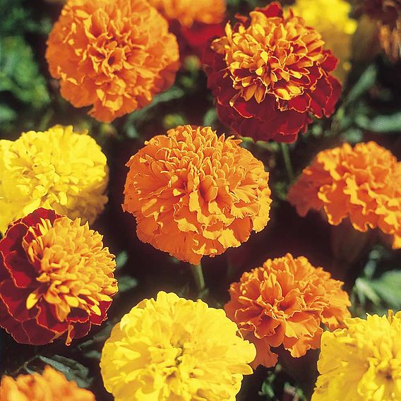 Marigold French 'Boy-O-Boy Mix' - Seeds