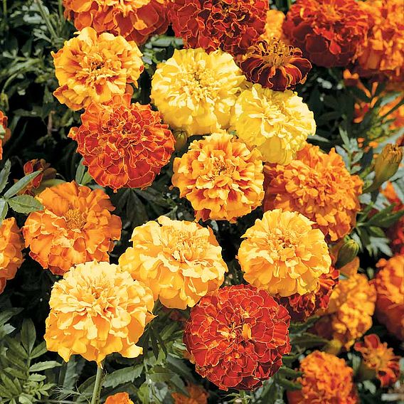 Marigold Afro-French Seeds - F1 Zenith Mix