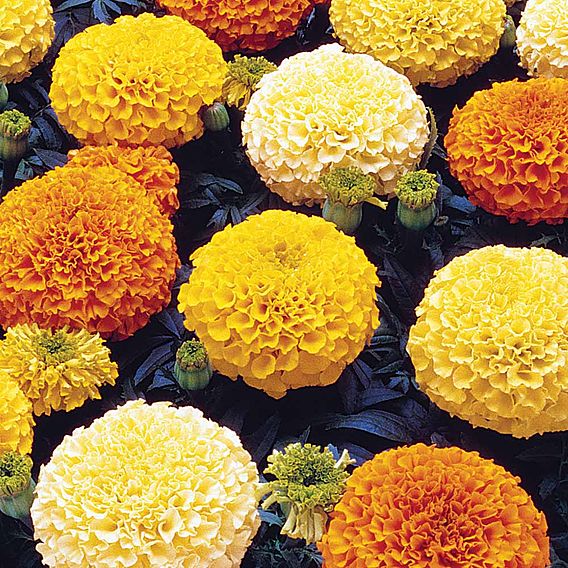 Marigold African Seeds - F1 Marvel Mix