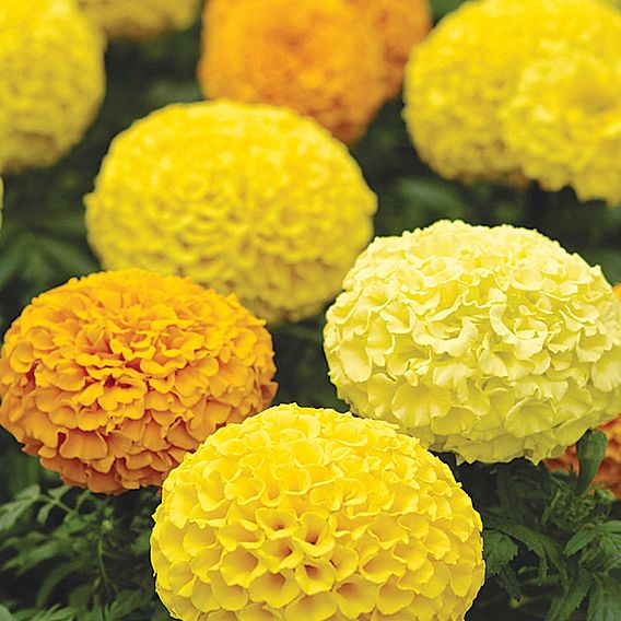 Marigold African Seeds - F1 Marvel Mix