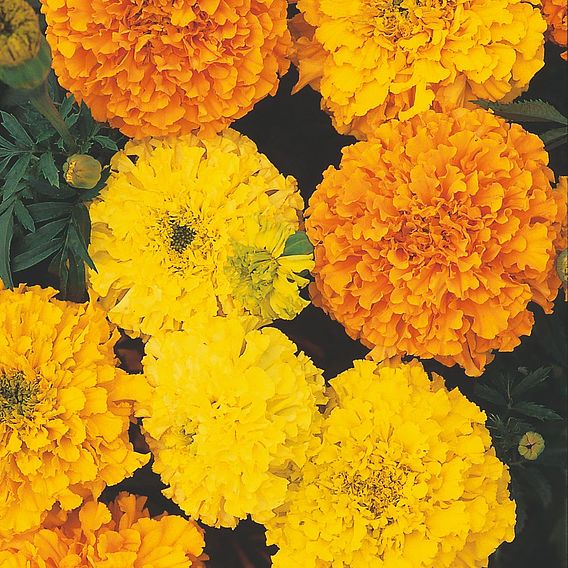 Marigold African Seeds - Crackerjack Mix