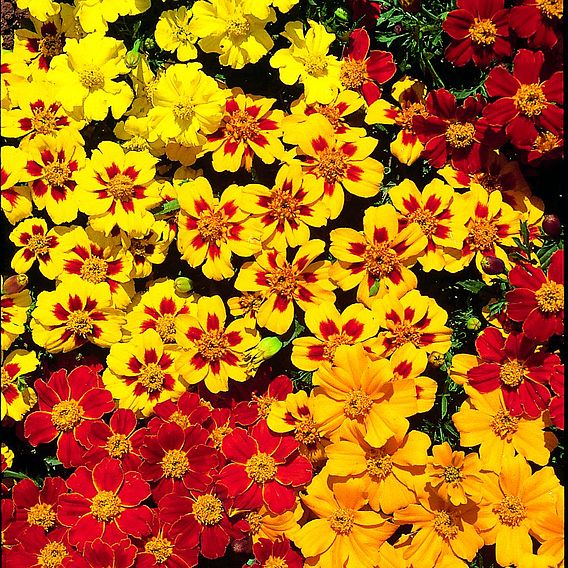 Marigold 'Fantasia Mix' - Seeds for Predators