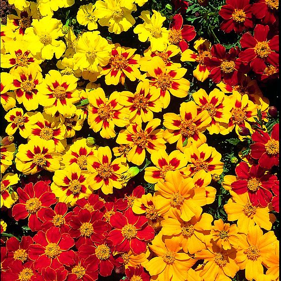 Marigold French Seeds - Fantasia Mix