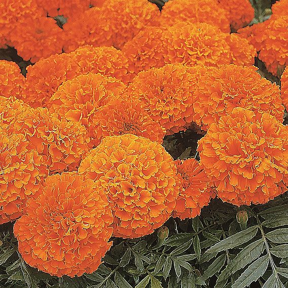 Marigold African 'Space Hopper' - Seeds