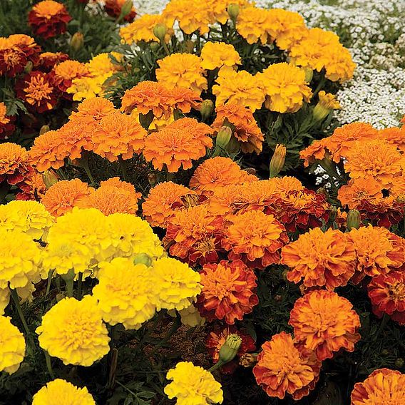 Marigold French 'Boy-O-Boy Mix' - Seeds