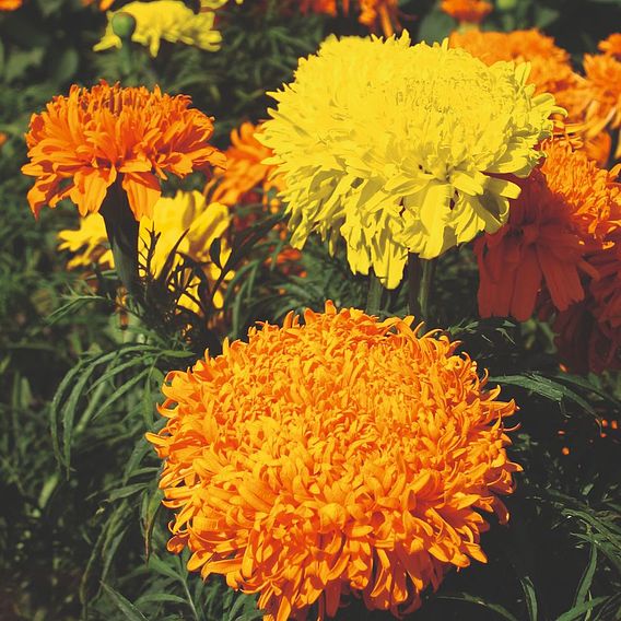 Marigold African 'Fantastic Mix' - Seeds