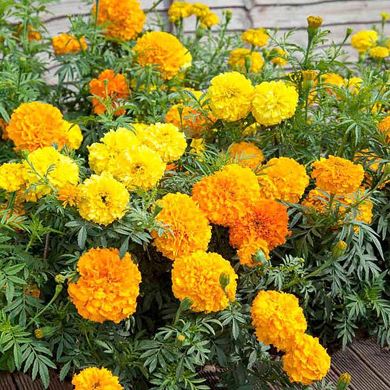 Marigold African Seeds - Crackerjack Mix