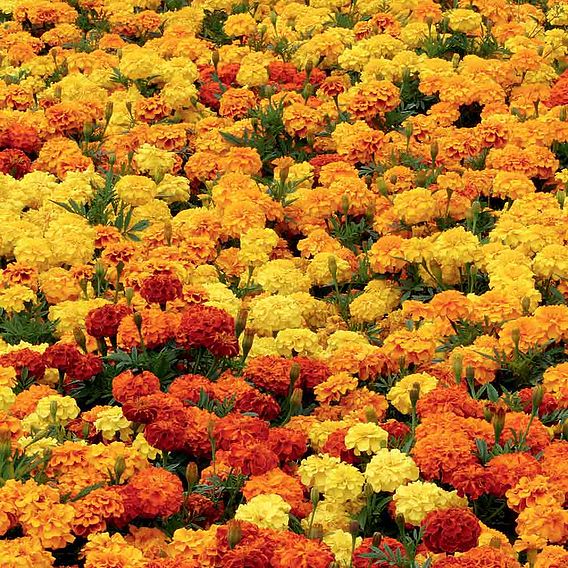 Marigold Plants - Durgango Mixed