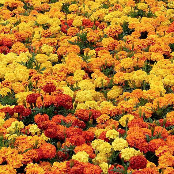 Marigold 'French Durango Improved'