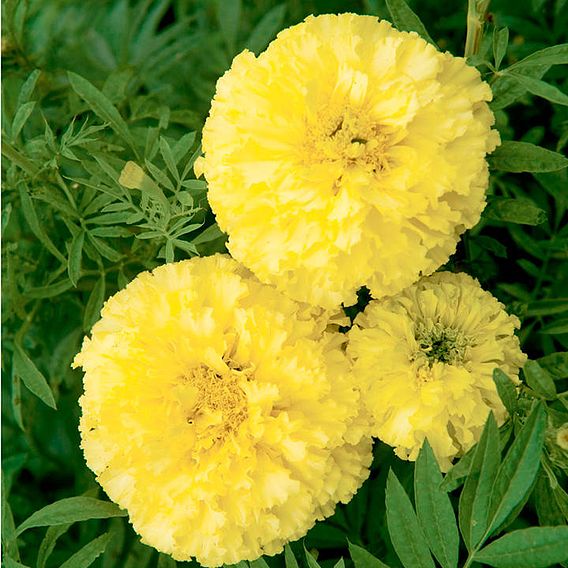 Marigold African Seeds - F1 Key Lime