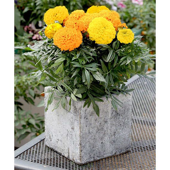 Marigold African F1 'Cheerleader Mix' - Seeds
