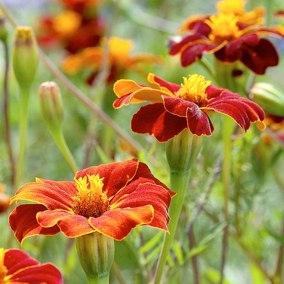 Marigold Seeds - Burning Embers