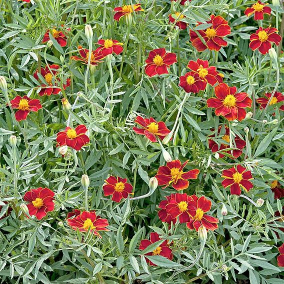 Marigold 'Burning Embers' - Seeds