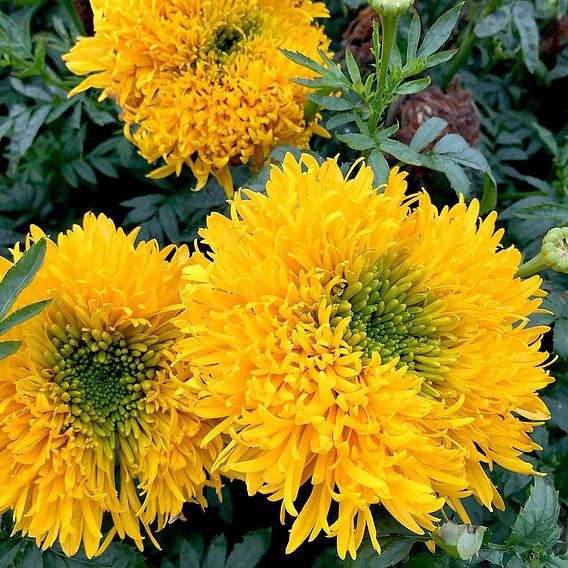 African Marigold Seeds - Mission Giant