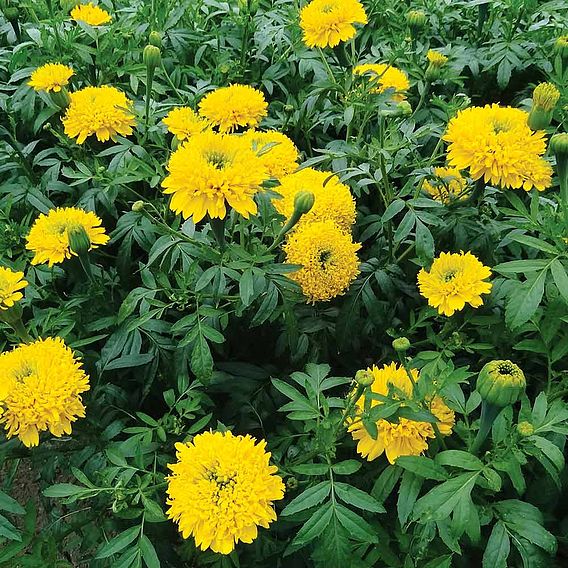 African Marigold Seeds - Mission Giant