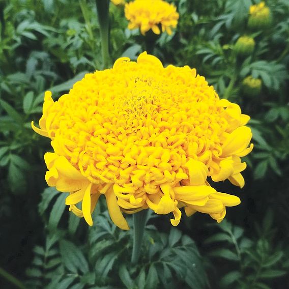 African Marigold Seeds - Mission Giant