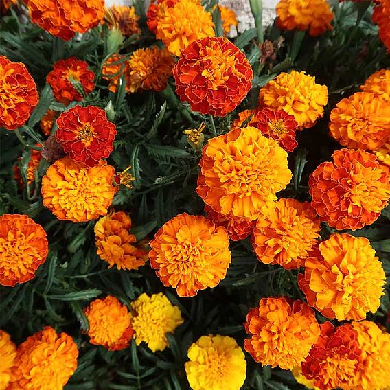 Marigold French Seeds - Orange Winner