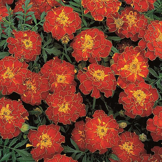 Marigold French Seeds - Red Brocade
