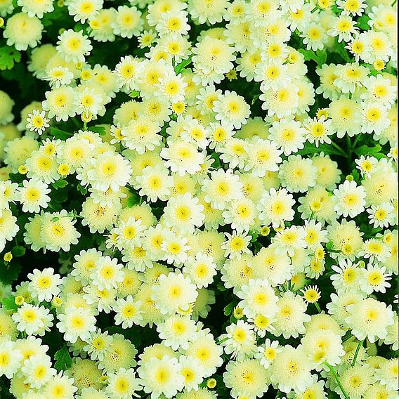 Matricaria 'Snow Puffs' - Seeds