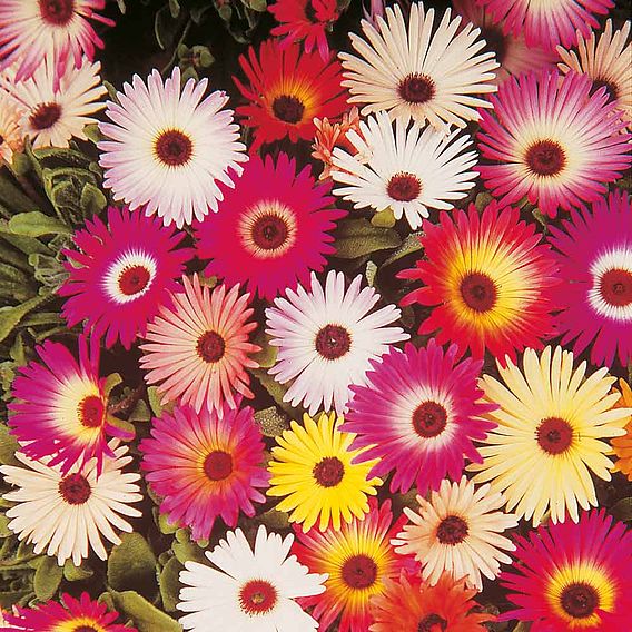 Livingstone Daisy Seeds - Sparkles Mix