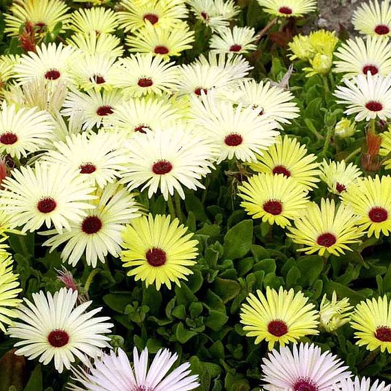 Livingstone Daisy Seeds - Yellow Sunshine