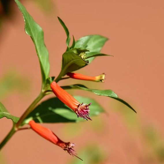 Houseplant Seeds - Mexican Cigar Plant 