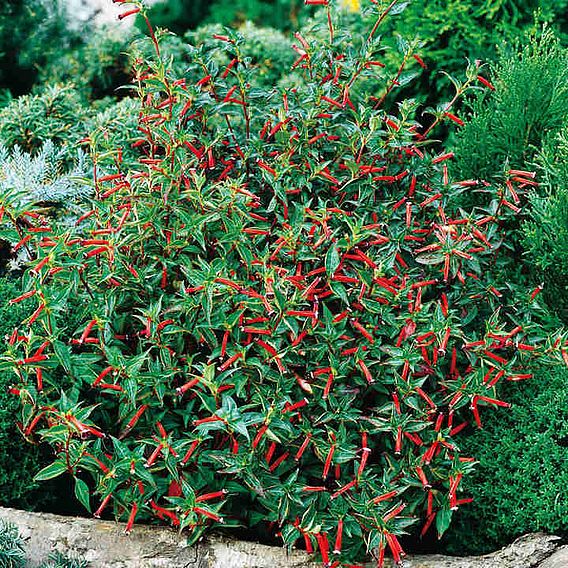 Mexican Cigar - Houseplant Seeds