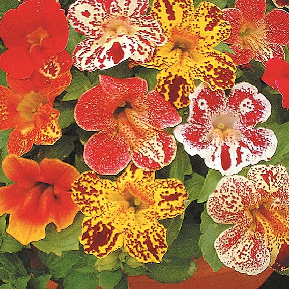 Mimulus 'F2 Super Hybrid Mix' - Seeds