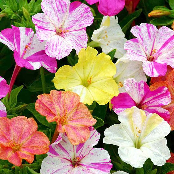 Mirabilis 'Marbles Mix' - Seeds