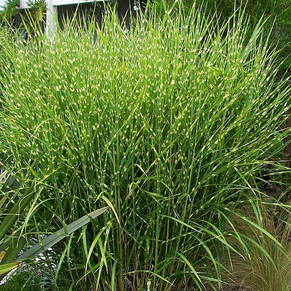 Miscanthus sinensis 'Zebrinus'