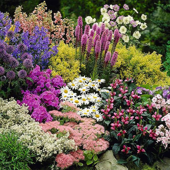 Cottage Garden Perennial Plants - Our Selection