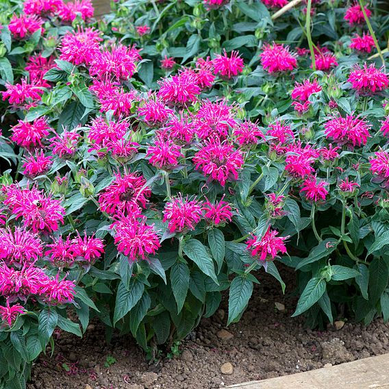 Monarda 'Balmy Rose'