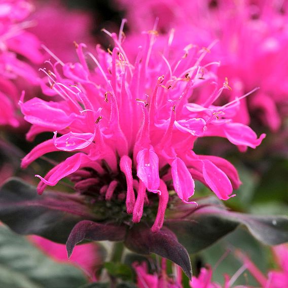 Monarda 'Balmy Rose'
