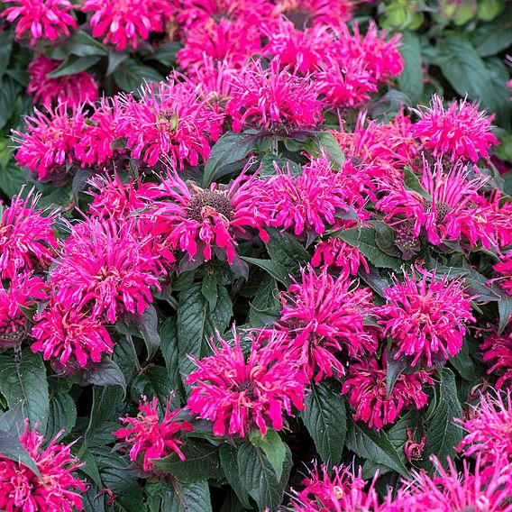 Monarda 'Balmy Rose'