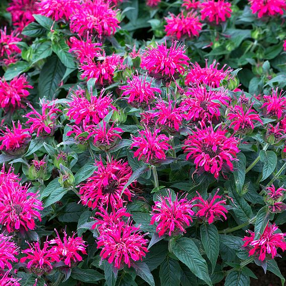 Monarda Balmy Rose