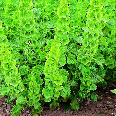 Moluccella Laevis - Seeds