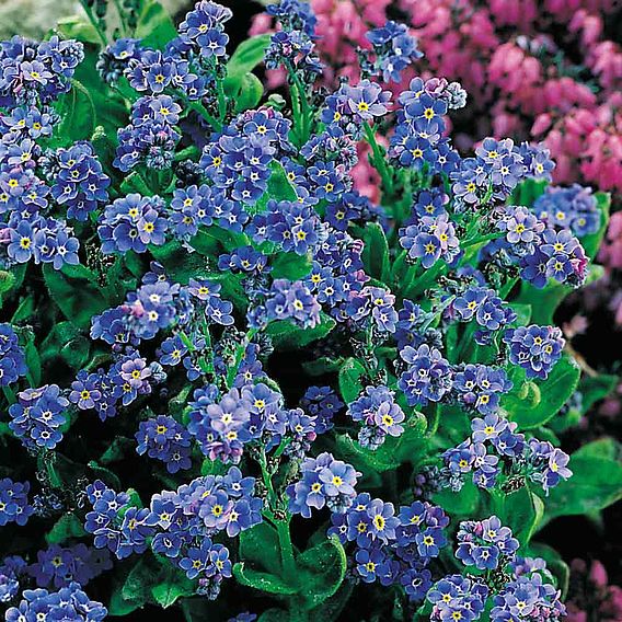 Forget-Me-Not Seeds - Spring Symphony Blue