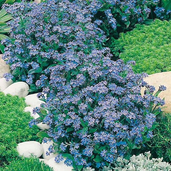 Forget-Me-Not Seeds - Spring Symphony Blue