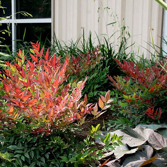 Nandina domestica 'Obsessed'