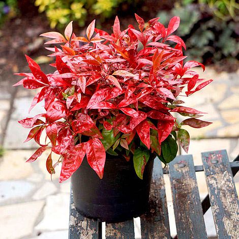 Nandina domestica 'Blush Pink'